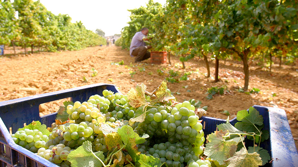 Viñas en Campano pertenecienes a la Bodega Manuel Aragón